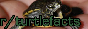 You picked an absolute winner with the sidebar turtle image. Just saying. I don't have anything to contribute, but cute ass turtle is exactly why I'm here. Good goin.